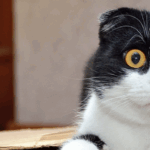 Relationships: Is it better to get Relationship and Couples Counseling or Relationship Coaching?