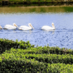 Restoring Minds through Counseling Get your ducks in a row