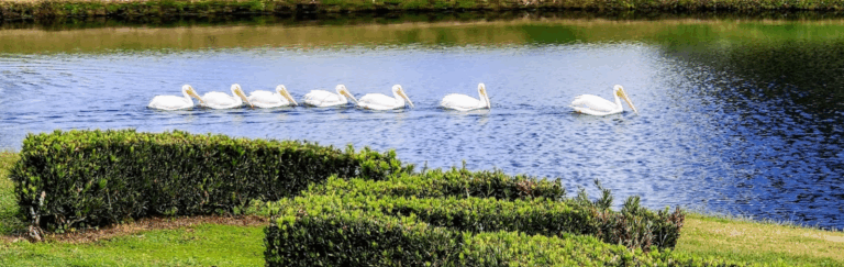 Restoring Minds through Counseling Get your ducks in a row